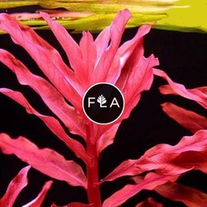 BUY 2 GET 1 FREE Ammania Gracilis-Easy Live Aquarium Pond Aquatic Plant