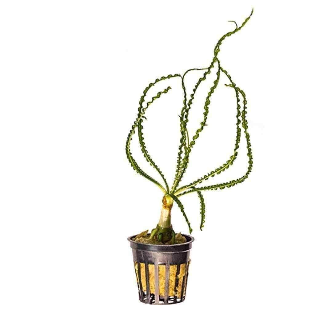 Crinum Calamistratum, live aquatic plant — Florida Aquascaping