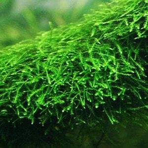 BUY 2 GET 1 FREE Java Moss Vesicularia DubyanaEasy Live Aquarium Pond Aquatic Plant image 3