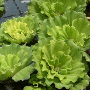 BUY 2 GET 1 FREE Rare! Curly Leaf Water Lettuce-Easy Live Aquarium Pond Aquatic Plant