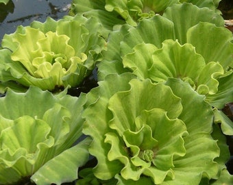 BUY 2 GET 1 FREE Rare! Curly Leaf Water Lettuce-Easy Live Aquarium Pond Aquatic Plant