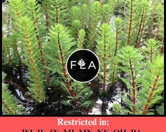 BUY 2 GET 1 FREE Dwarf Red Stem Parrot Feather! (Myriophyllum aquaticum)-Easy Live Aquarium Pond Aquatic Plant