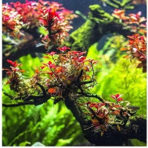 BUY 2 GET 1 FREE Ludwigia Super Red MiniEasy Live Aquarium Pond Aquatic Plant image 1