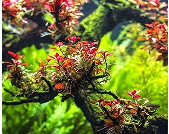 BUY 2 GET 1 FREE Ludwigia Super Red "Mini"-Easy Live Aquarium Pond Aquatic Plant