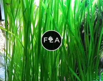 BUY 2 GET 1 FREE Jungle Val (Vallisneria Americana)-Easy Live Aquarium Pond Aquatic Plant