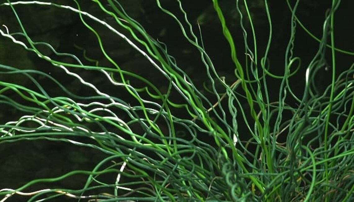 BUY 2 GET 1 FREE Corkscrew Rush juncus Effusus Spiralis Etsy