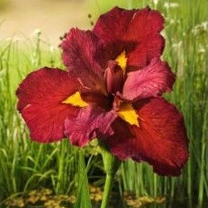 Iris 'Ann Chowning' (Louisiana Iris) features lush, sword-shaped leaves that complement its beautiful blooms. Ideal for creating a dramatic focal point in your garden with its unique foliage.