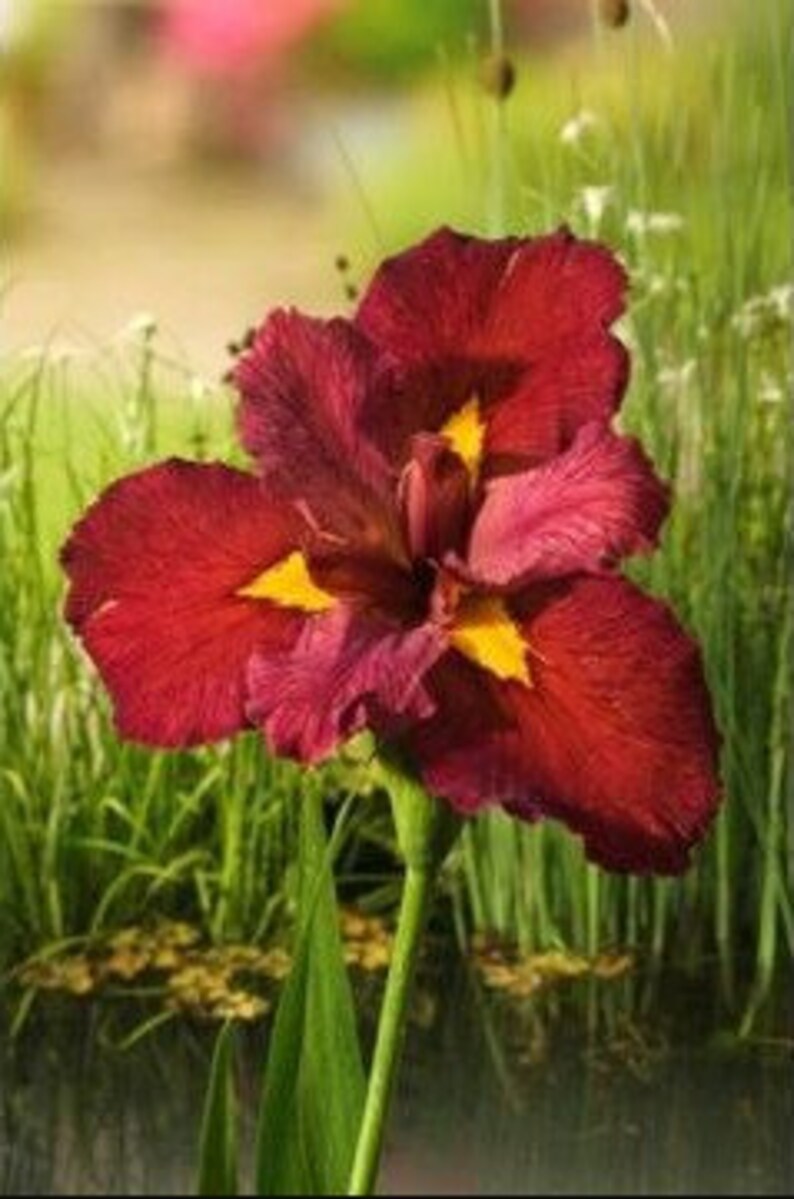 Iris 'Ann Chowning' (Louisiana Iris) features lush, sword-shaped leaves that complement its beautiful blooms. Ideal for creating a dramatic focal point in your garden with its unique foliage.
