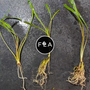 BUY 2 GET 1 FREE Cryptocoryne Spiralis -Easy Live Aquarium Pond Aquatic Plant