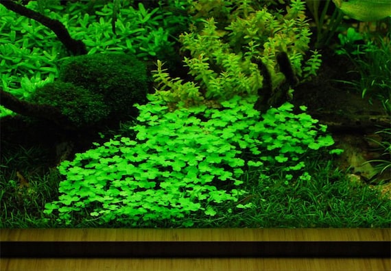 Plants on Mats Hydrocotyle Tripartita Sp. Japan on Weighted Mat-easy Live  Aquarium Pond Aquatic Plant 