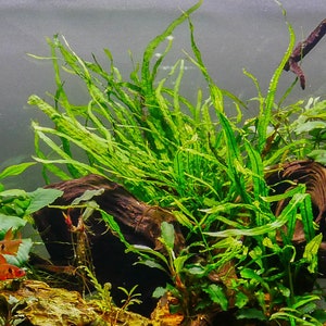 BUY 2 GET 1 FREE Java Fern 'Narrow Leaf' Microsorum Pteropus NarrowEasy Live Aquarium Pond Aquatic Plant image 2