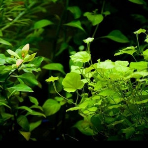 BUY 2 GET 1 FREE Cardamine Lyrata-Easy Live Aquarium Pond Aquatic Plant image 5