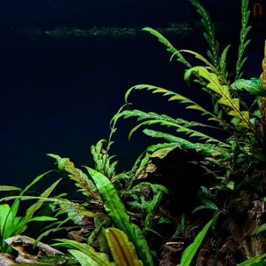 BUY 2 GET 1 FREE Hygrophila Pinnatifida-Easy Live Aquarium Pond Aquatic Plant image 6