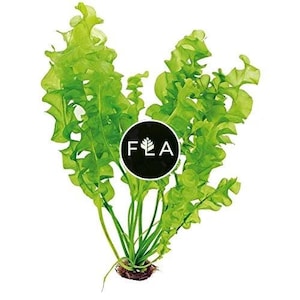 BUY 2 GET 1 FREE Aponogeton Ulvaceus!-Easy Live Aquarium Pond Aquatic Plant