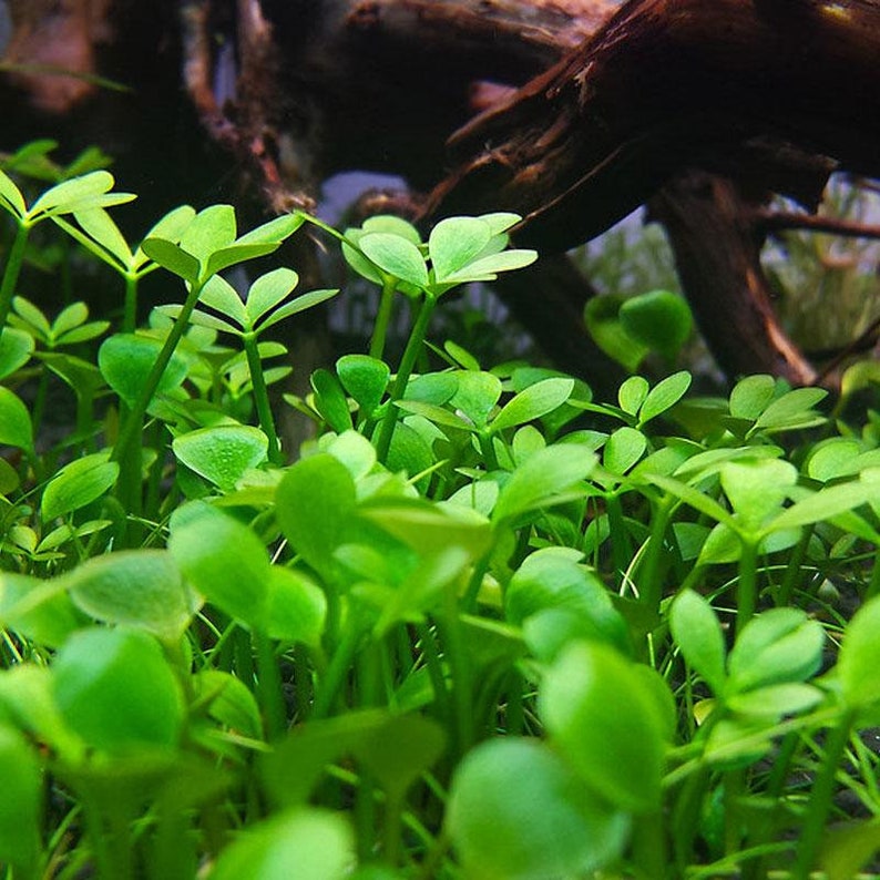 BUY 2 GET 1 FREE Dwarf 4-Leaf Water Clover Marsilea CrenataEasy Live Aquarium Pond Aquatic Plant image 4