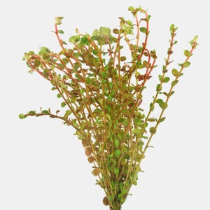 BUY 2 GET 1 FREE Rotala Vietnam H'Ra-Easy Live Aquarium Pond Aquatic Plant image 2