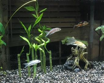 Inch Lucky Bamboo (Dracaena Sanderiana)-Easy Live Aquarium Pond Aquatic  Plant