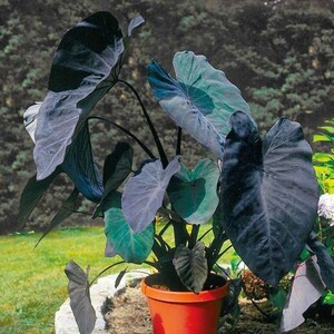 This plant can be propagated through division of its tubers, making it easy to spread throughout your garden or share with others. The tubers multiply underground, allowing for regular division and replanting.