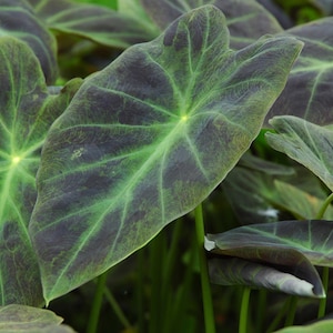 BUY 2 GET 1 FREE Taro 'Imperial'! (Colocasia Esculenta)-Live Aquatic Marginal Starter Plant for Water Gardens, Ponds and Aquascapes