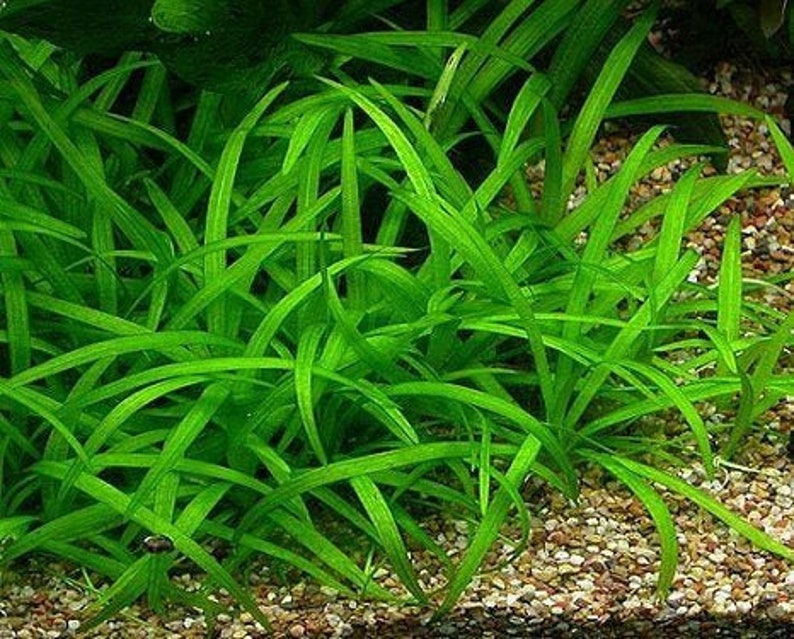 BUY 2 GET 1 FREE Dwarf Sagittaria Sagittaria Subulata, Narrow-leaved arrowheadEasy Live Aquarium Pond Aquatic Plant image 2