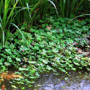 BUY 2 GET 1 FREE Dwarf 4-Leaf Water Clover Marsilea CrenataEasy Live Aquarium Pond Aquatic Plant image 2