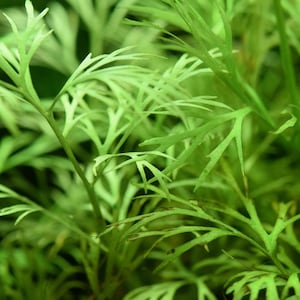 BUY 2 GET 1 FREE Water Sprite (Water Fern, Indian Fern)-Easy Live Aquarium Pond Aquatic Plant