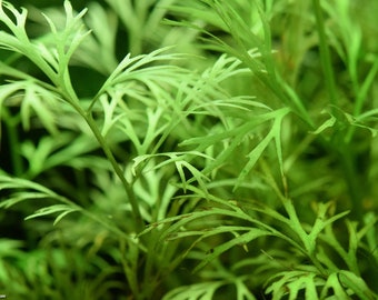 BUY 2 GET 1 FREE Water Sprite (Water Fern, Indian Fern)-Easy Live Aquarium Pond Aquatic Plant