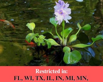 BUY 2 GET 1 FREE - Water Lettuce & Water Hyacinth Pond Plants | 4 Of Each | Floating Aquatic Plants