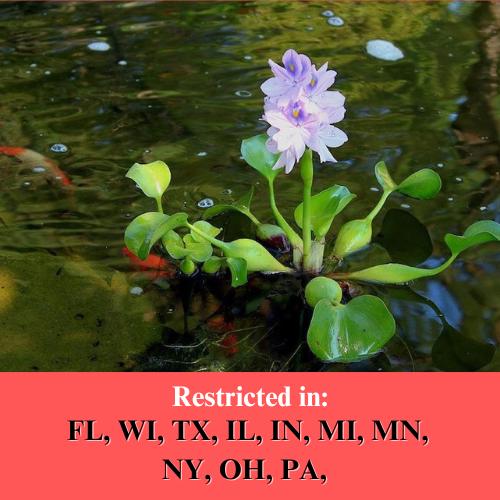 15 Live Water Hyacinth Baby Plants - Small Floating Plants For Aquarium, Pond, Koi