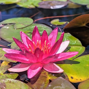 BUY 2 GET 1 FREE Pygmaea &#39;Xue Fei&#39; Water Lily (Full Grown Plant) - Live Aquatic Pond Plant