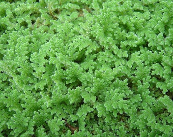 BUY 2 GET 1 FREE (Large Portion!) Azolla Filiculoides (Fairy Moss, Mosquito Fern)-Easy Live Aquarium Pond Aquatic Plant