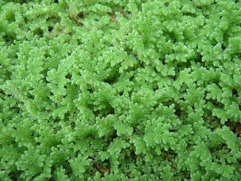 BUY 2 GET 1 FREE Large Portion Azolla Filiculoides Fairy Moss, Mosquito FernEasy Live Aquarium Pond Aquatic Plant image 1