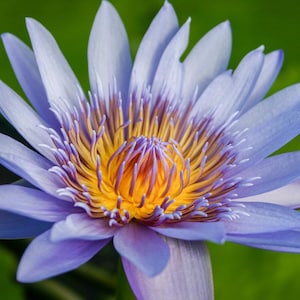 BUY 2 GET 1 FREE Nymphaea &#39;Blue Capensis&#39; Water Lily (Full Grown!)-Easy Live Aquarium Pond Aquatic Plant