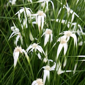 May include: Close-up of white flowers with long, slender petals and a central, textured core. The flowers are surrounded by tall, green grass-like foliage. The image showcases a natural, botanical theme.