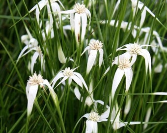 BUY 2 GET 1 FREE White Star Grass (White Star Sedge-D. colorata)-Live Aquatic Marginal Starter Plant for Water Gardens, Ponds and Aquascapes