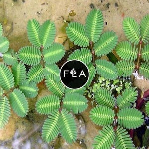 Sensitive Plant! (Neptunia Aquatica)-Easy Live Aquarium Pond Aquatic Plant image 1