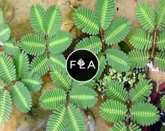 Sensitive Plant! (Neptunia Aquatica)-Easy Live Aquarium Pond Aquatic Plant