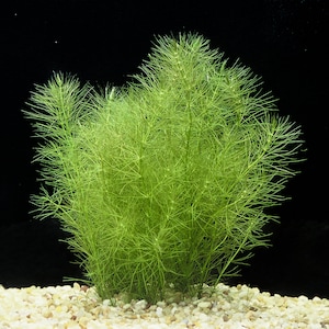 Green Foxtail (Myriophyllum pinnatum) provides a perfect hiding spot for fish, shrimp, and fry. Its dense growth offers shelter and protection, promoting breeding and natural behaviors in aquatic animals.