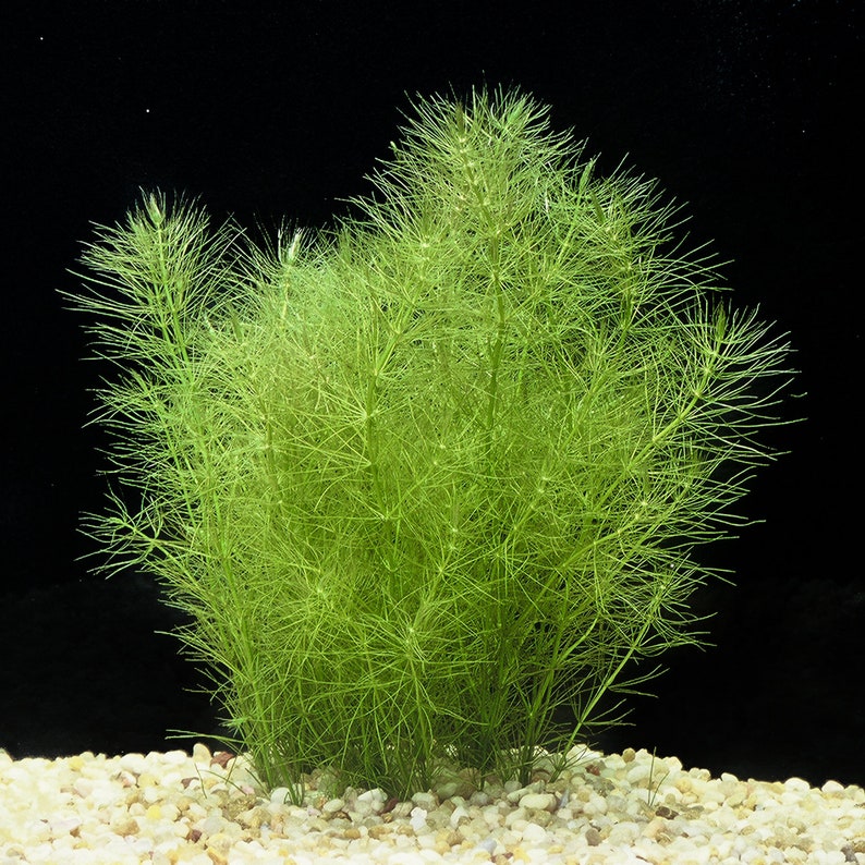 Green Foxtail (Myriophyllum pinnatum) provides a perfect hiding spot for fish, shrimp, and fry. Its dense growth offers shelter and protection, promoting breeding and natural behaviors in aquatic animals.