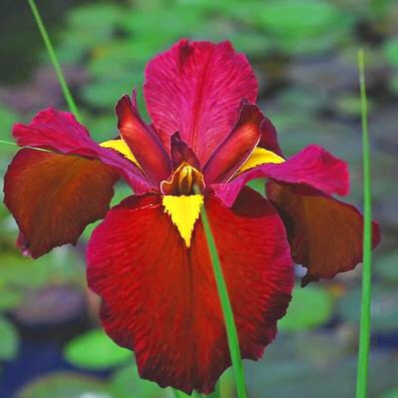 Iris 'Ann Chowning' (Louisiana Iris) improves the aesthetic appeal of water features with its elegant, upright blooms and lush foliage. Perfect for adding a touch of sophistication to garden ponds.