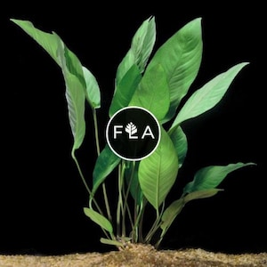 BUY 2 GET 1 FREE (Large!) Anubias Frazeri-Easy Live Aquarium Pond Aquatic Plant