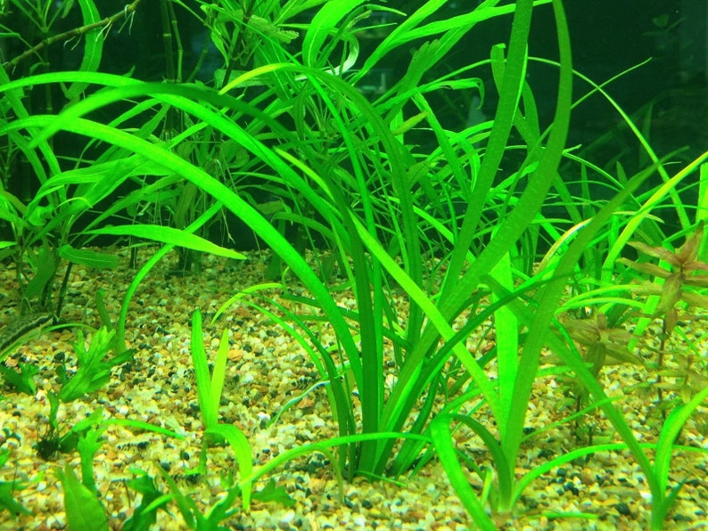 BUY 2 GET 1 FREE Dwarf Sagittaria Sagittaria Subulata, Narrow-leaved arrowheadEasy Live Aquarium Pond Aquatic Plant image 4