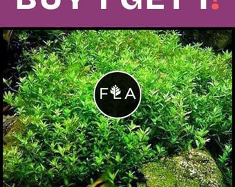 BUY 1 GET 1 FREE Pearlweed (Hemianthus micranthemoides)-Easy Live Aquarium Pond Aquatic Plant