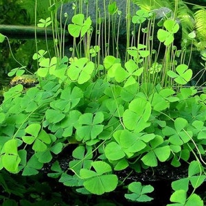 BUY 2 GET 1 FREE Dwarf 4-Leaf Water Clover (Marsilea Crenata)-Easy Live Aquarium Pond Aquatic Plant