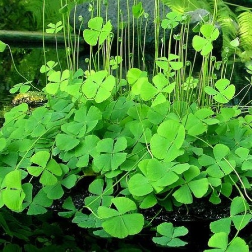 Marginal Plants — Aquatic Plants — Florida Aquascaping