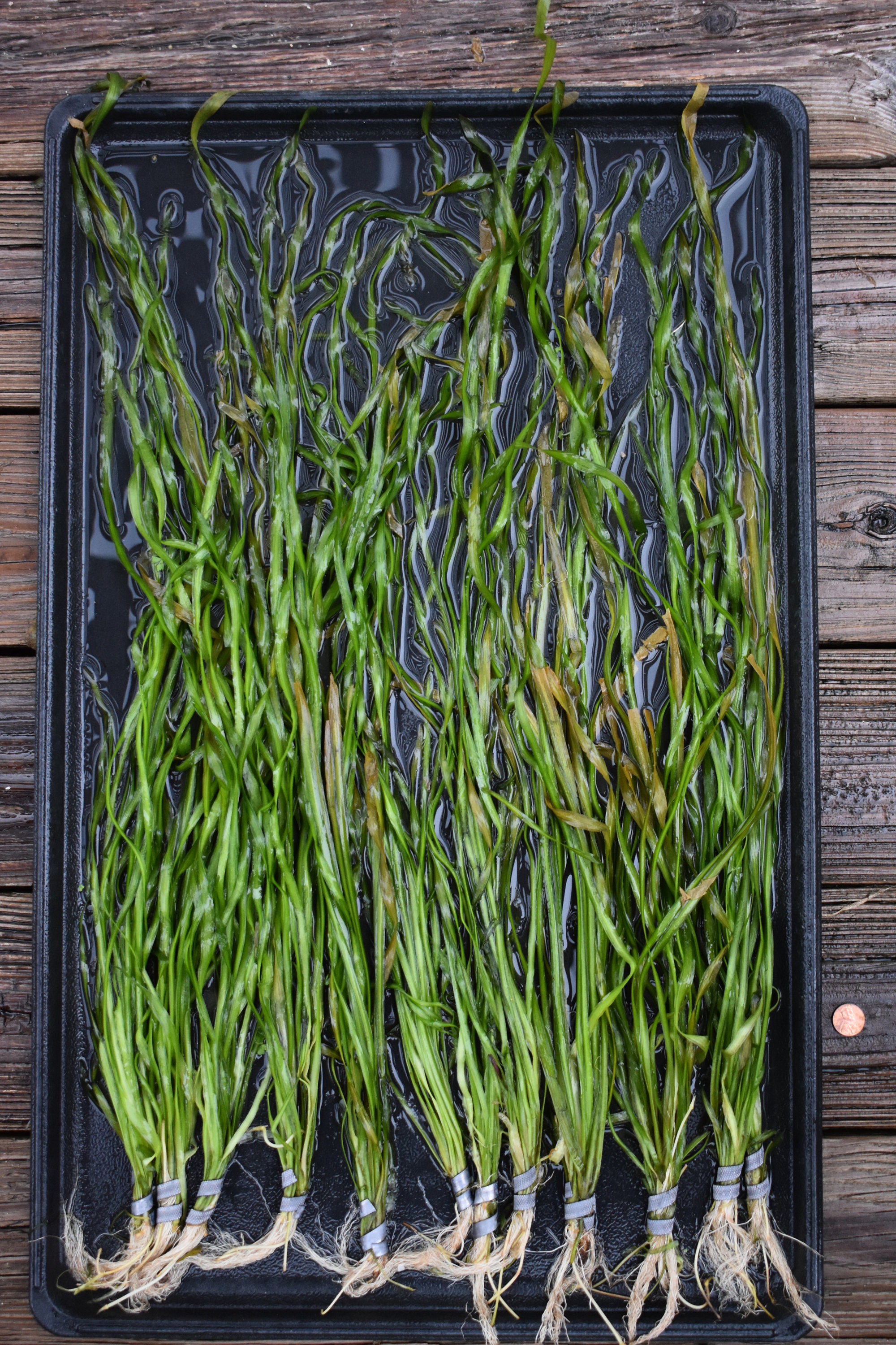 BUY 2 GET 1 FREE Corkscrew Val! (Vallisneria Contortionist) — Florida