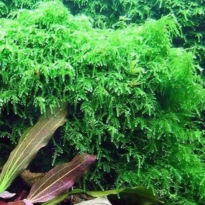 BUY 2 GET 1 FREE Weeping Moss! (Vesicularia Ferriei)-Easy Live Aquarium Pond Aquatic Plant