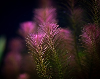 BUY 2 GET 1 FREE Rotala Wallichii (Whorly Rotala)-Easy Live Aquarium Pond Aquatic Plant