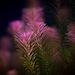 see more listings in the Submersible Plants section