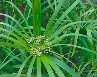 BUY 2 GET 1 FREE Umbrella Palm 'Baby Tut'! (Cyperus gracilis)-Live Aquatic Marginal Starter Plant for Water Gardens, Ponds and Aquascapes